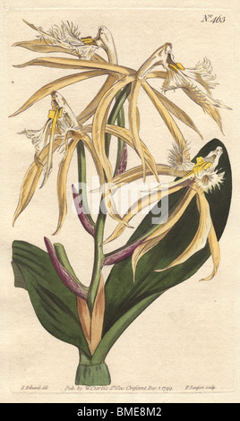 Fringed epidendrum orchid with pale yellow and white flowers. A native of the Americas and West Indies.  Epidendrum ciliare Stock Photo