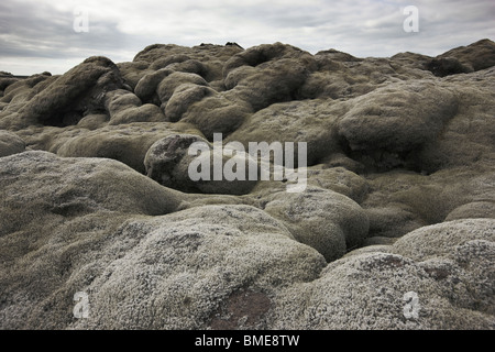 Floral growth on lava stones Stock Photo