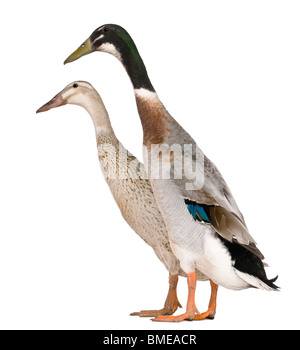 Male and female Indian Runner Ducks, 3 years old, standing in front of white background Stock Photo