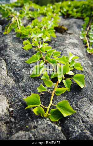 Ivy, close-up, Sweden. Stock Photo