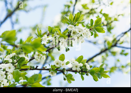 Branch of a plum tree, Sweden. Stock Photo