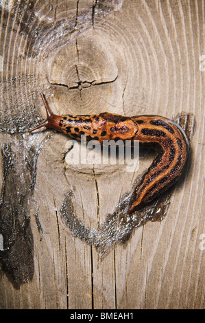 Snail on wood, Sweden. Stock Photo