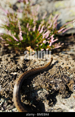 Snake crawling near bush Stock Photo