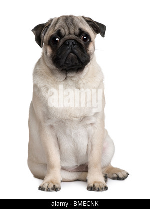 Young Pug, 6 months old, sitting in front of white background Stock Photo