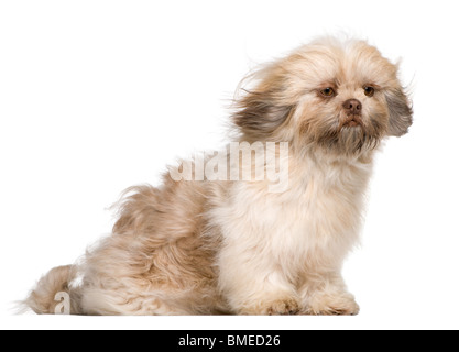 Shih Tzu, 1 year old, sitting in front of white background Stock Photo