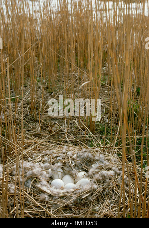 View of gooses eggs in nest Stock Photo