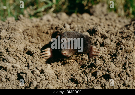 A mole peeping out of a hole in the ground Stock Photo