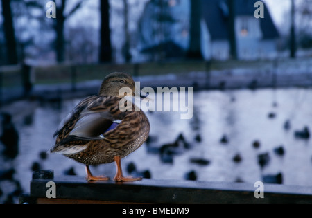 Mallard duck at dusk Stock Photo
