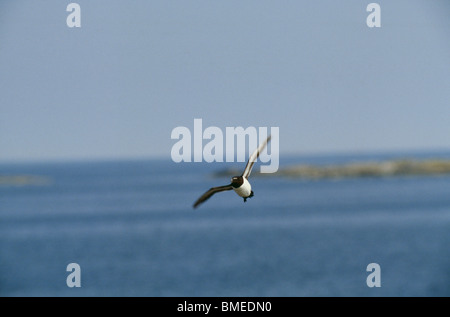 Razorbill bird flying over sea Stock Photo