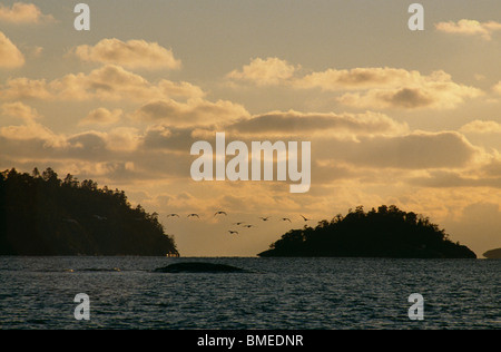 Flock of whopper swan flying over sea at dusk Stock Photo