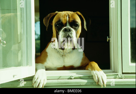 Dog looking through a window Stock Photo