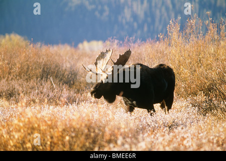 Elk standing in grass Stock Photo