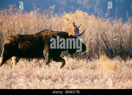 Elk standing in grass Stock Photo