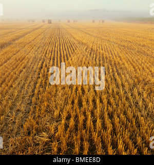 Hay bales on field Stock Photo