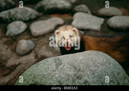 European polecat standing behind rock Stock Photo