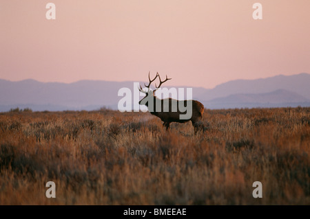 Elk standing in field Stock Photo