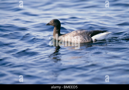 Brent goose swimming in lake Stock Photo