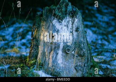 View of moss covered tree stump in forest Stock Photo