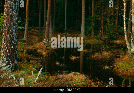 View of stream in coniferous forest Stock Photo