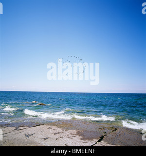 Flock of birds flying over sea Stock Photo