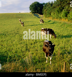 Domestic cattle grazing in meadow Stock Photo