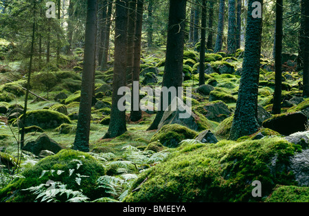 View of moss covered forest Stock Photo