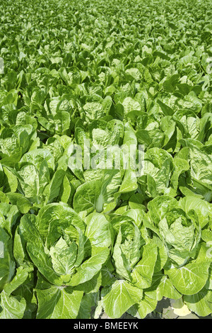 cabbage green vegetables field in spring farmland agriculture Stock Photo