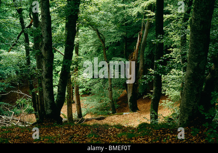 View beech trees in forest Stock Photo