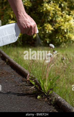 man spraying a dandelion plant with a hand held weedkiller spray in the uk Stock Photo