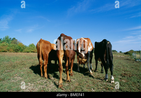 View of domestic cattle grazing in field Stock Photo