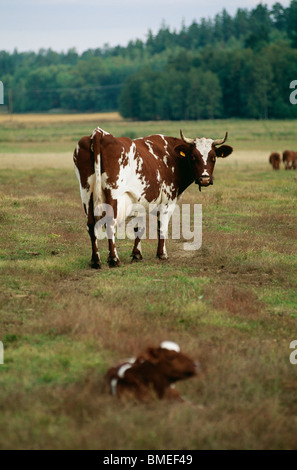 View of cow and calf in field Stock Photo