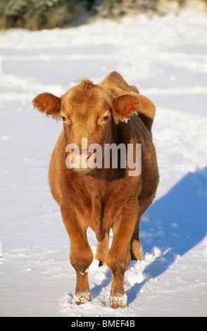 Cow standing on snow covered landscape Stock Photo