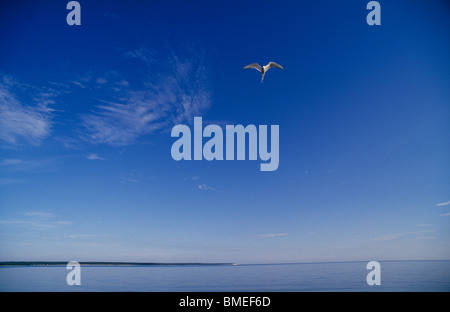 Bird flying over sea Stock Photo