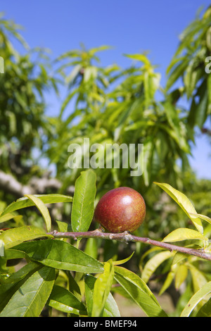 nectarine peach tree growing in spring blue sky agriculture Stock Photo