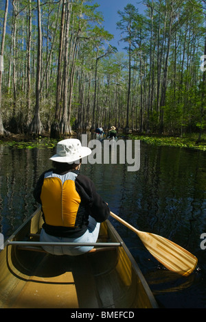 North America, USA, View of person rowing boat on swamp Stock Photo