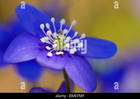 Scandinavia, Sweden, Oland, Blue anemone, close-up Stock Photo