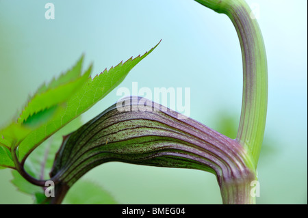 Scandinavia, Sweden, Vastergotland, View of leaf, close-up