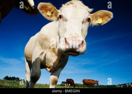 Cattle grazing, Sweden. Stock Photo