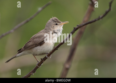 Eastern Olivaceous Warbler (Hippolais pallida) Stock Photo