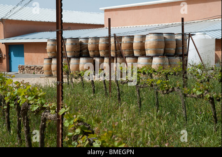 Israel, Judea Mountains, Grape vines in a winery empty wine barrels in the background Stock Photo