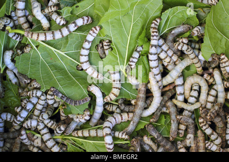 many silkworms texture eating mulberry leaves pattern Stock Photo