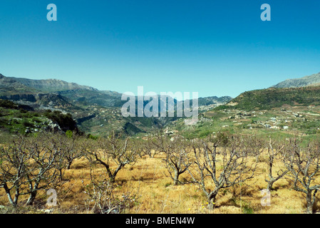 Wadi Kannoubine Valley or Valley of the Saints An Olive Grove In Early Spring, Northern Lebanon Stock Photo