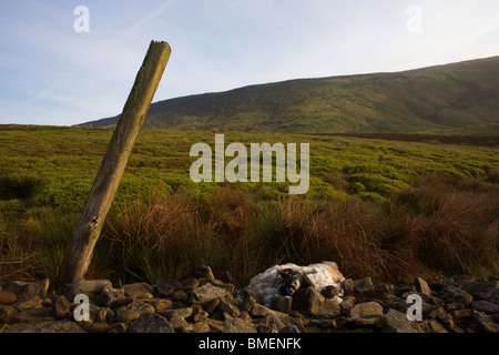 Dead ewe sheep lies decomposing at a collapsed dry stone wall on Nether Moor, Derbyshire. Stock Photo