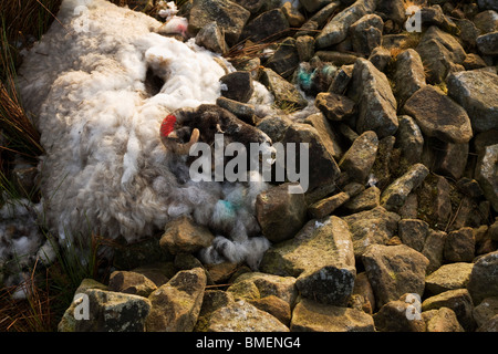 Dead ewe sheep lies decomposing at a collapsed dry stone wall on Nether Moor, Derbyshire. Stock Photo