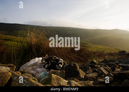 Dead ewe sheep lies decomposing at a collapsed dry stone wall on Nether Moor, Derbyshire. Stock Photo