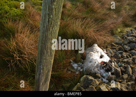 Dead ewe sheep lies decomposing at a collapsed dry stone wall on Nether Moor, Derbyshire. Stock Photo