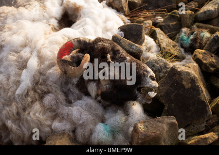 Dead ewe sheep lies decomposing at a collapsed dry stone wall on Nether Moor, Derbyshire. Stock Photo