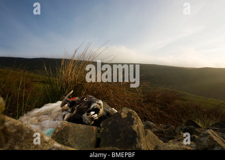 Dead ewe sheep lies decomposing at a collapsed dry stone wall on Nether Moor, Derbyshire. Stock Photo