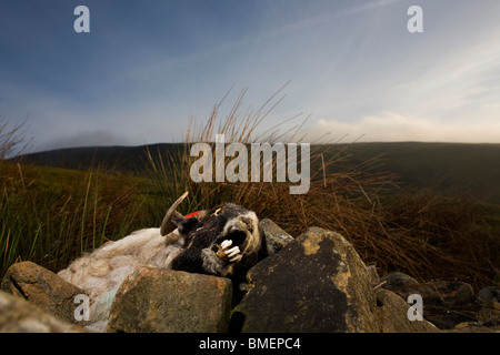 Dead ewe sheep lies decomposing at a collapsed dry stone wall on Nether Moor, Derbyshire. Stock Photo