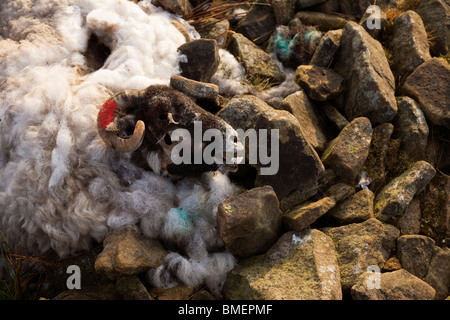 Dead ewe sheep lies decomposing at a collapsed dry stone wall on Nether Moor, Derbyshire. Stock Photo